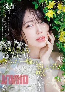 DLDSS-532 Dengeki Exclusive DAHLIA Misaki Kanna A Single, Beautiful Flower Blooms.